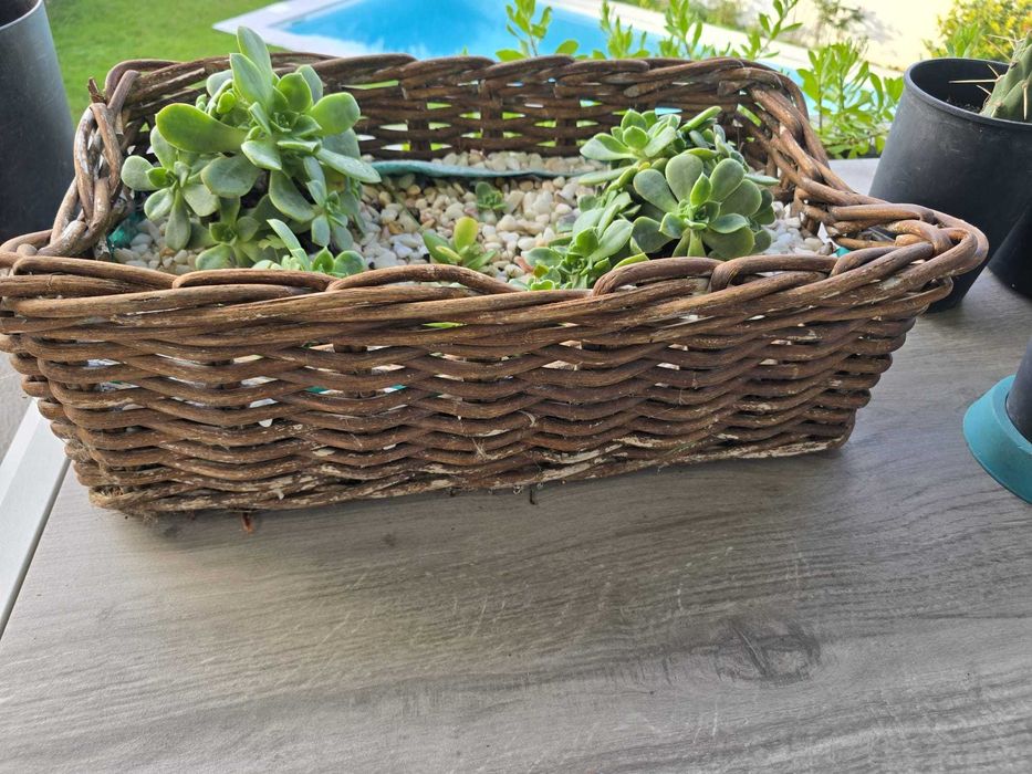 Suculentas  Catos  Sardinheiras  Aloe Vera ,Brincos de princesa e mais