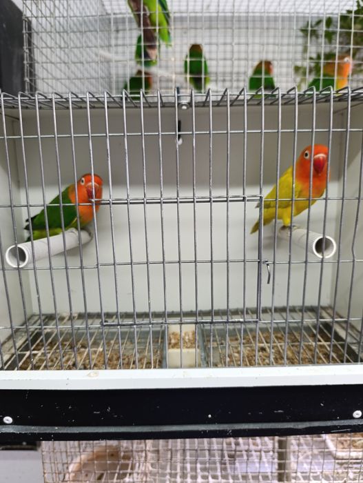 Casal de agapórnis fischeris Edge linha verde