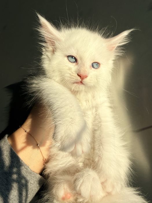 Мейн кун документи