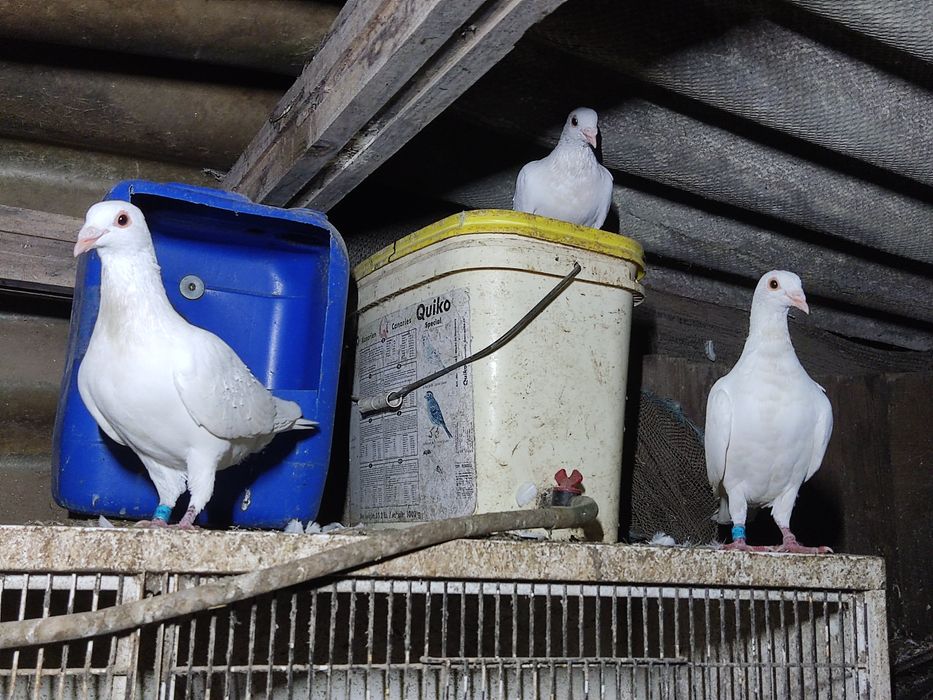 Alugo Pombos brancos