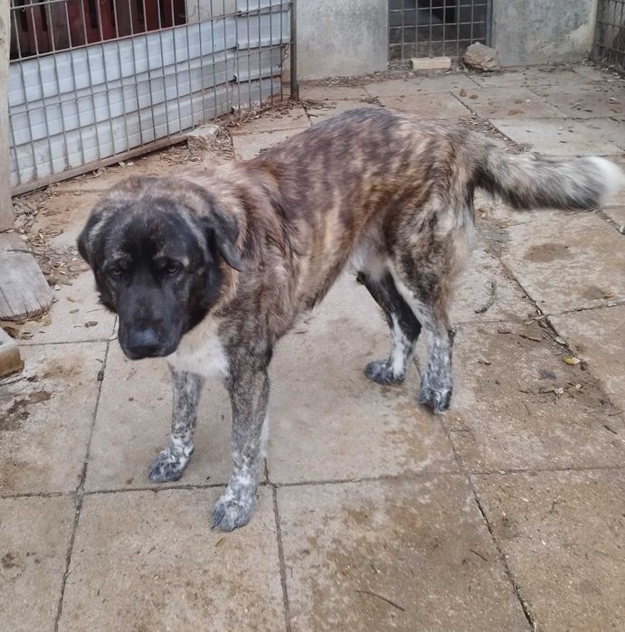 Rafeiro de Alentejo com LOP