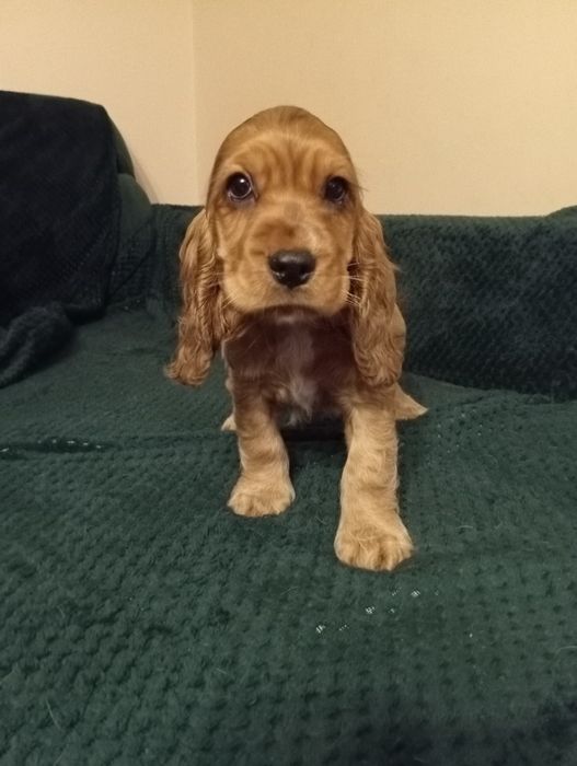Suczka Cocker spaniel angielski