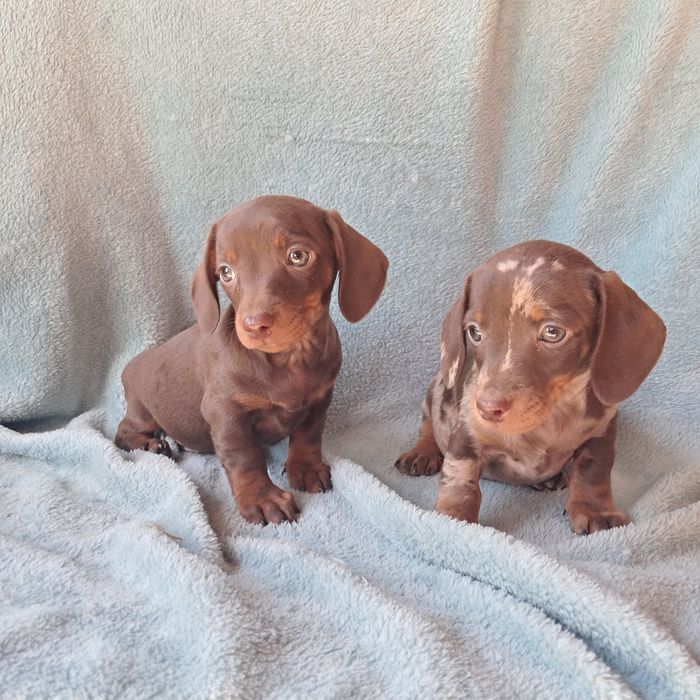 Jamnik  miniarurowy czekoladowy merle, choco merle