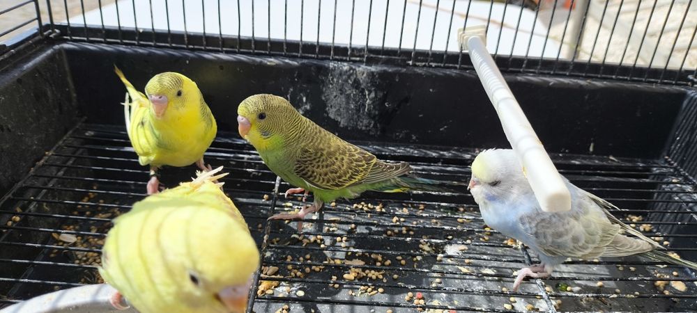 Periquitos australianos