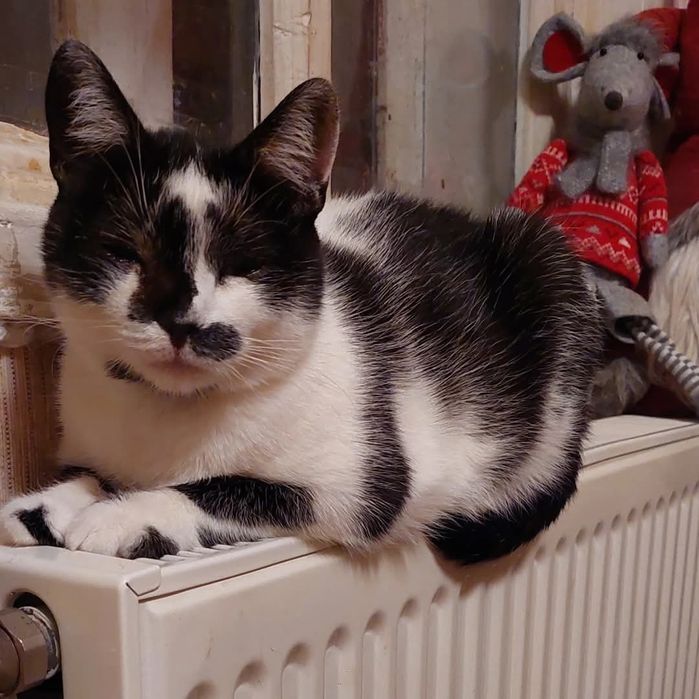 Отдам серо- белую кошку,  стерилизована,  2 года