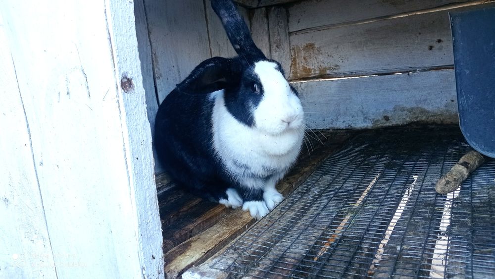 Кролики кітні самки