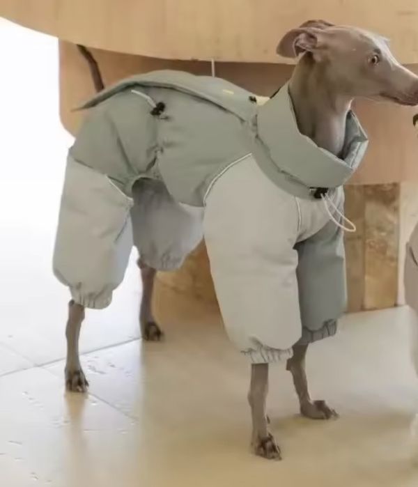 Roupa impremeável Galgo/Whippet