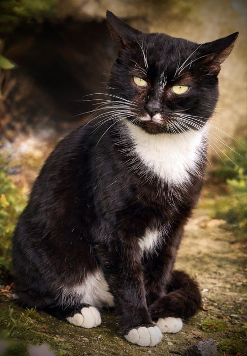 ТЕРМІНОВО‼️Онікс шукає люблячу родину ‼️