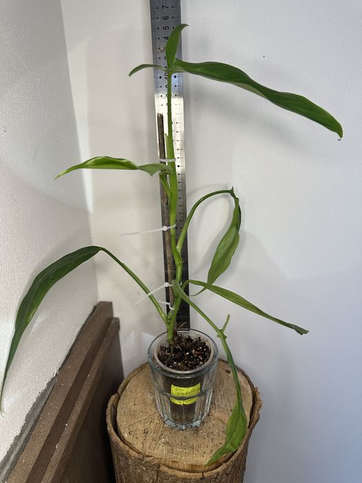 Філодендрон  Philodendron  Holtonianum