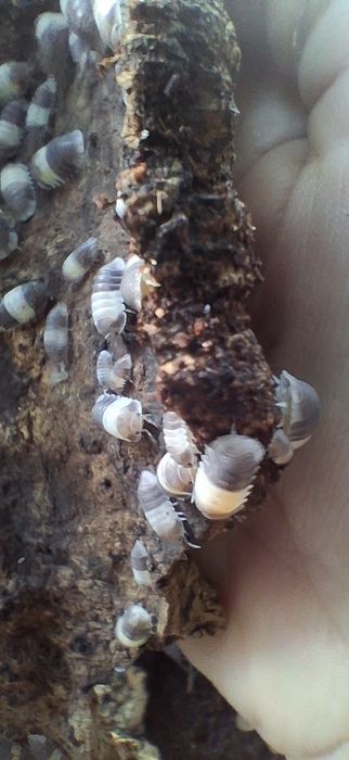 Cubaris PANDA KING 10 szt isopody, równonogi, prosionki, ekipa sprzątająca