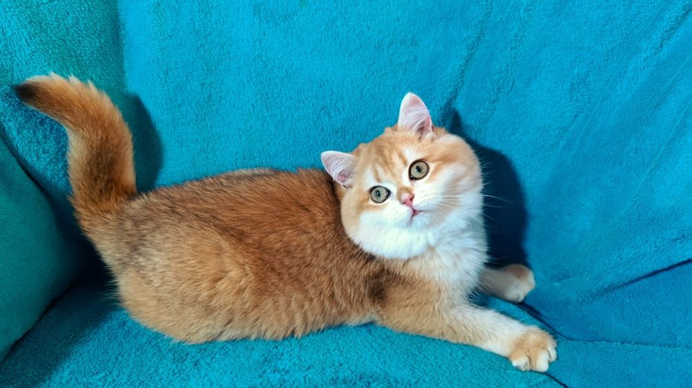 Мега крута дівчинка золота шиншила шоу класу чекає на родину