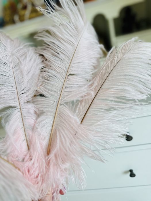 Strusie piora ozdobne teatralne 1 sztuka 20 zł