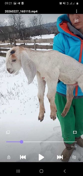 Англонубійські козенята, козлик, козочка