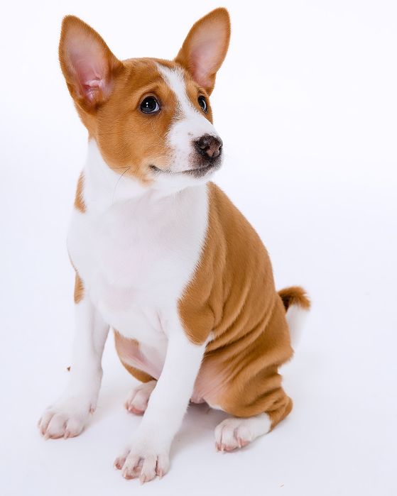 Щенок басенджи девочка 2024