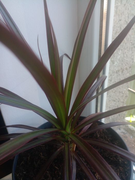 Пальма кімнатна Драцена