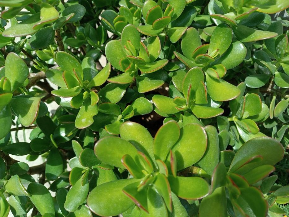 Продам  грошове дерево