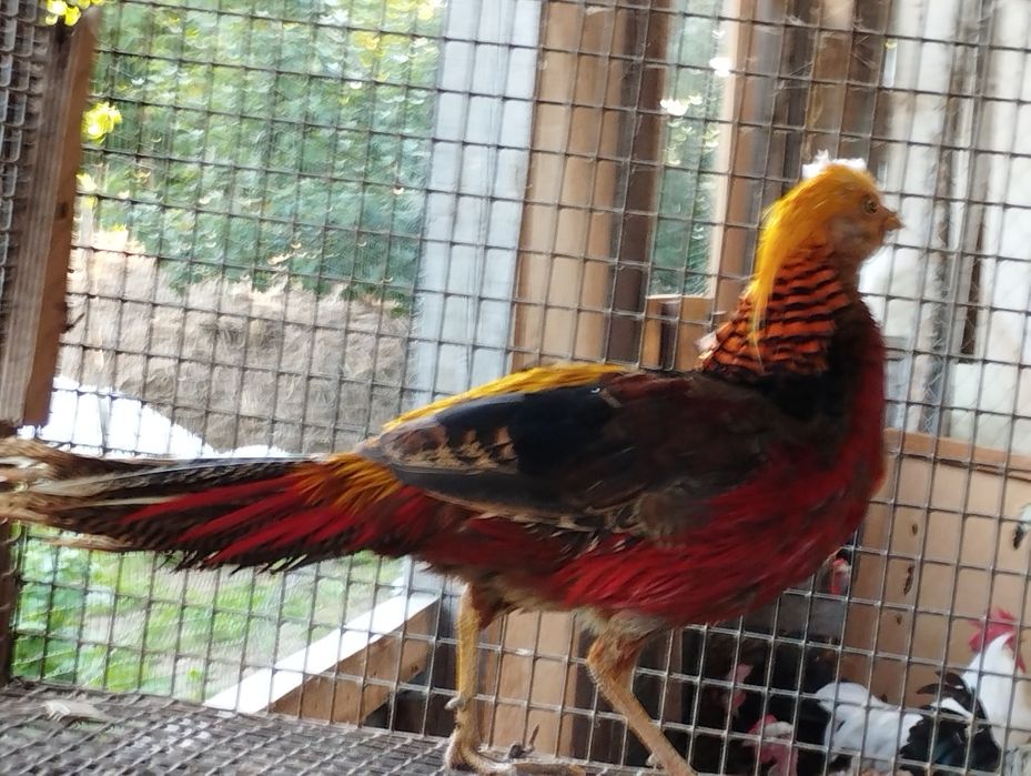 Фазан золотий самець