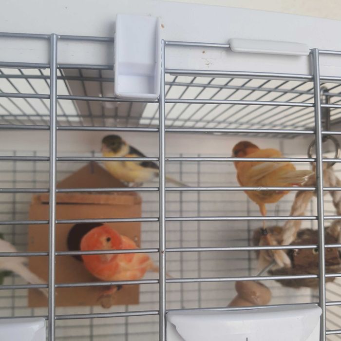 Vendo aves + gaiola grande e acessórios
