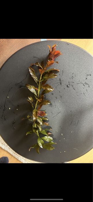 Plantas para Aquário / Ludwigia Repens Rubin
