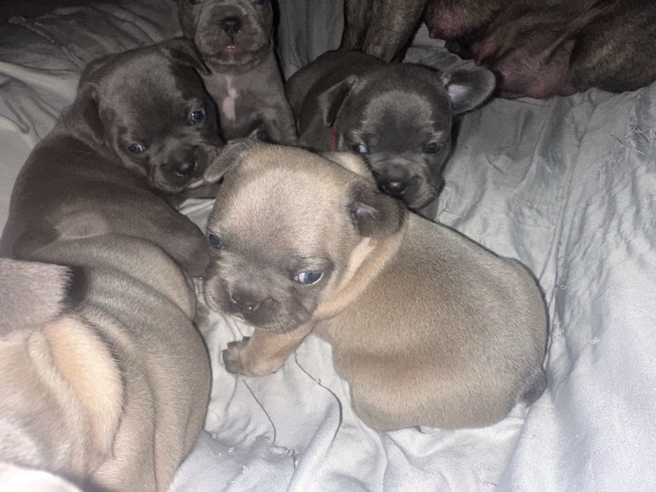 Buldog francuski lilac/blue