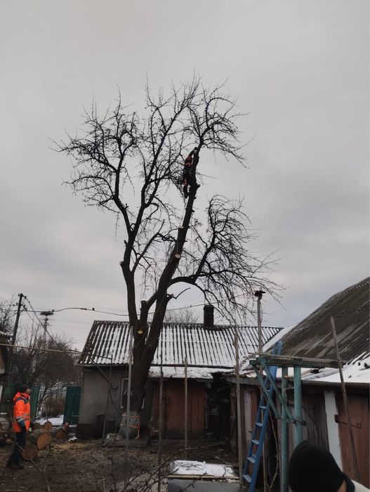 Зрізання дерев, чистка ділянок, валка, кронування, обрізка саду