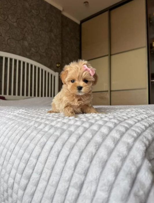 Miniaturowa Dziewczynka  Maltipoo