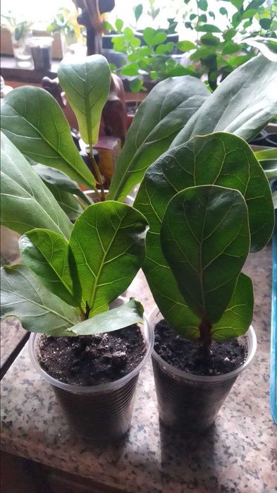 Фикусы лирата,али обычный и  вариегатный, триангулярис,мелани