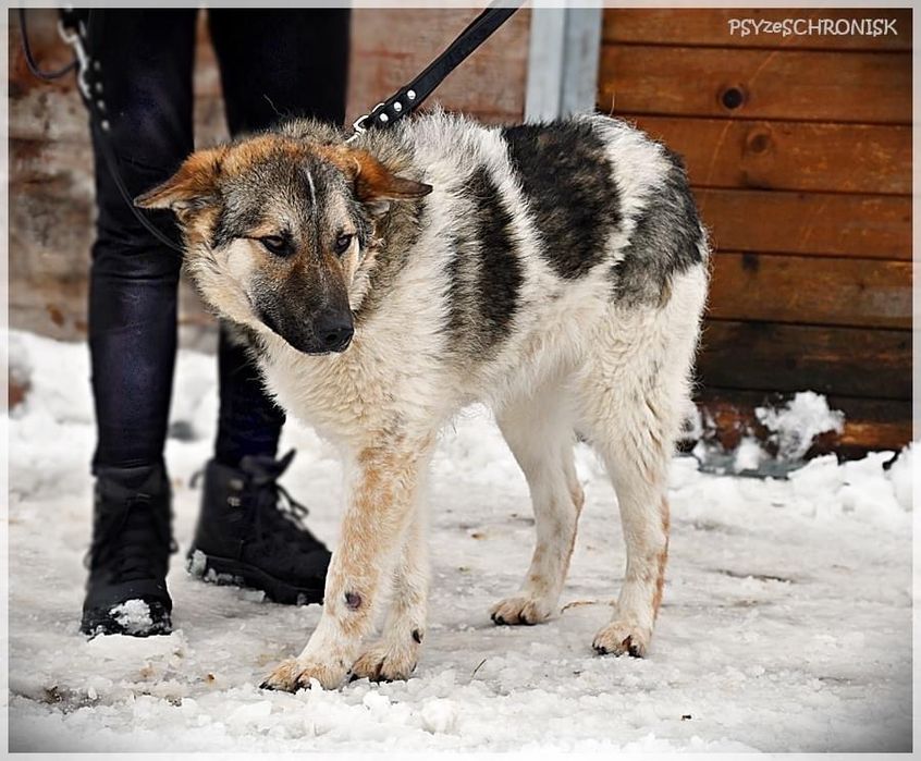 HARRY niedźwiadek, mlody, przyjazny czeka na swojego czlowieka
