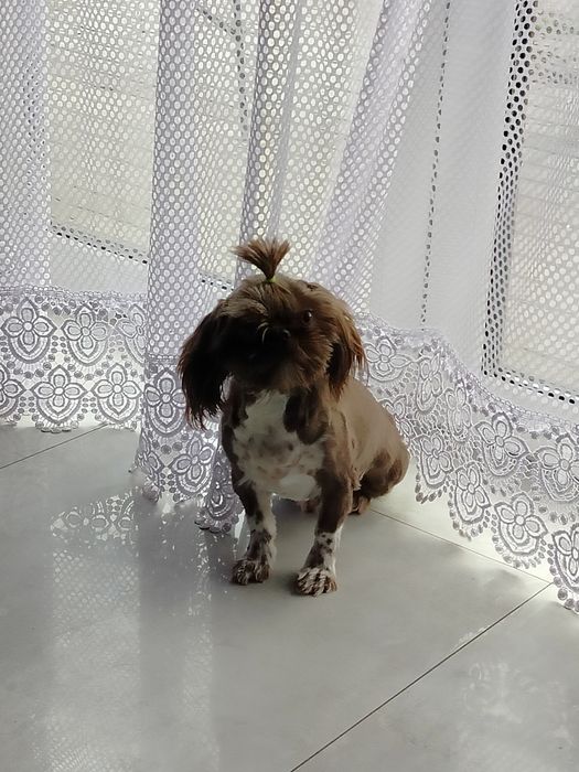 Suczka Shih Tzu gen czekolada