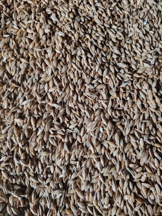 Sprzedam jęczmień jary