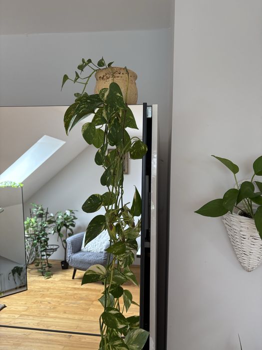Epipremnum zlociste
