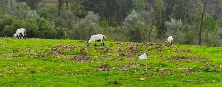 Venda de Cabras Serpentina - Excelentes para Produção de Leite e Carne