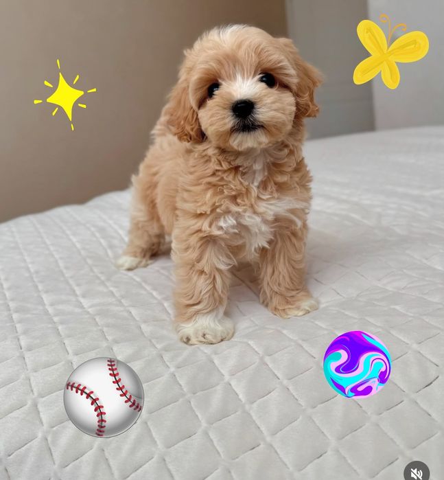 Малята мальтіпу мініки