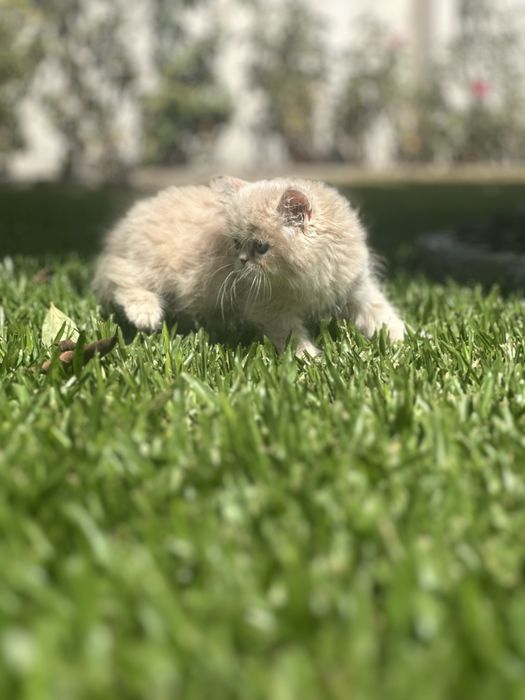 Gatinho Persa