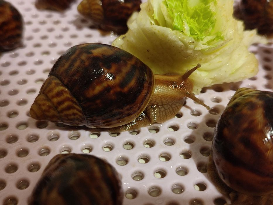 Віддам  равликів ахатин в хороші руки