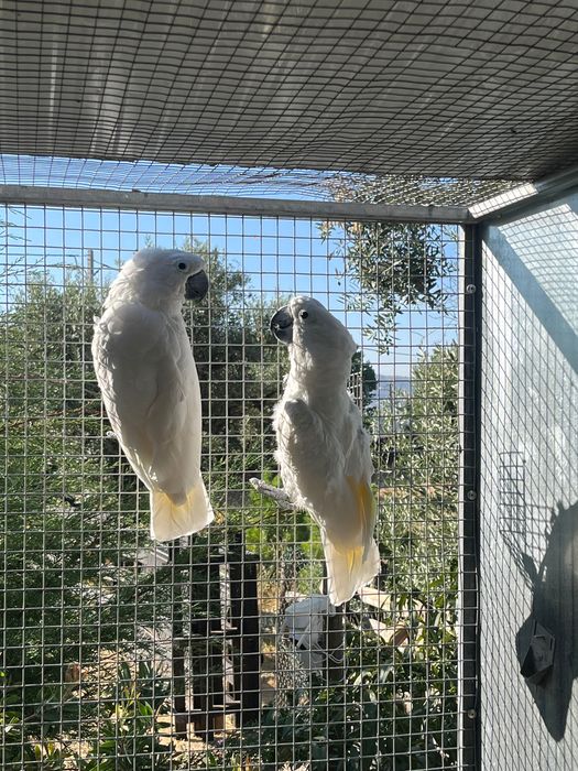 Cacatua Alba machos adultos