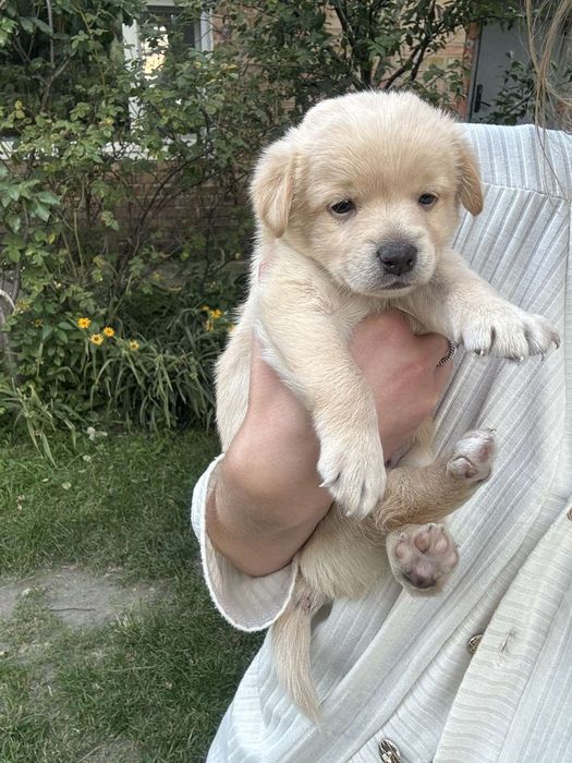 Щенята від дуже маленької собачки