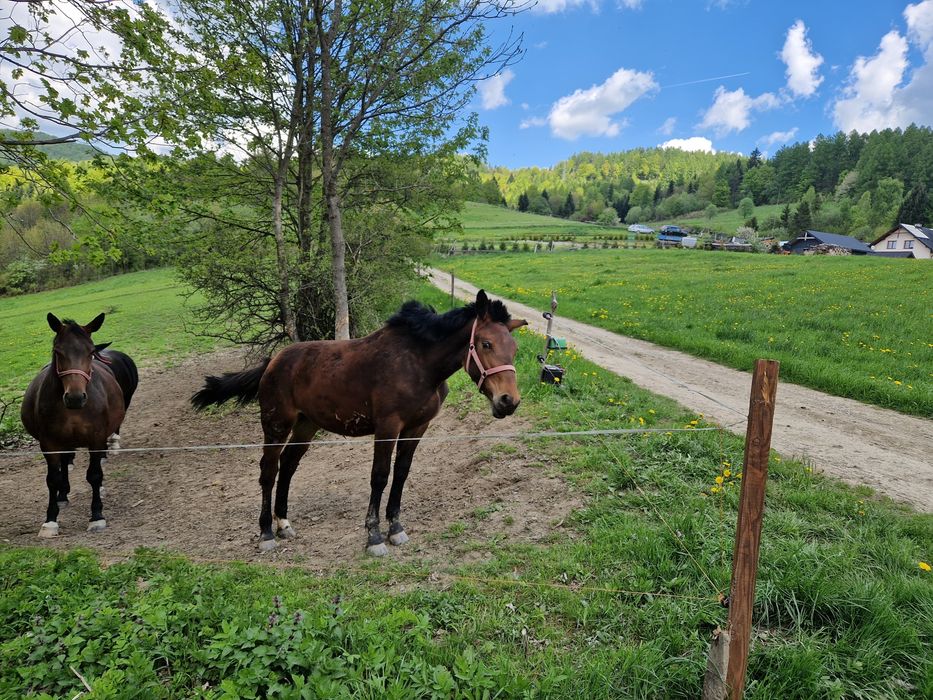 Źrebica 17 miesięcy