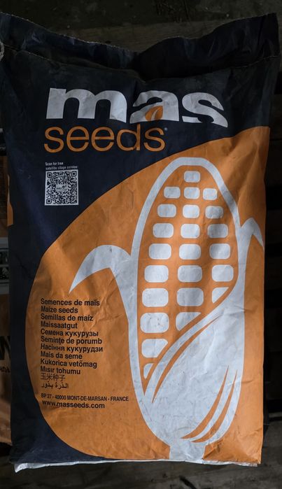 Kukurydza Mas 11.K nasiona kukurydzy Mas seeds