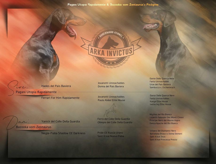 Doberman FCI szczenię, samiec bardzo mocnej budowy