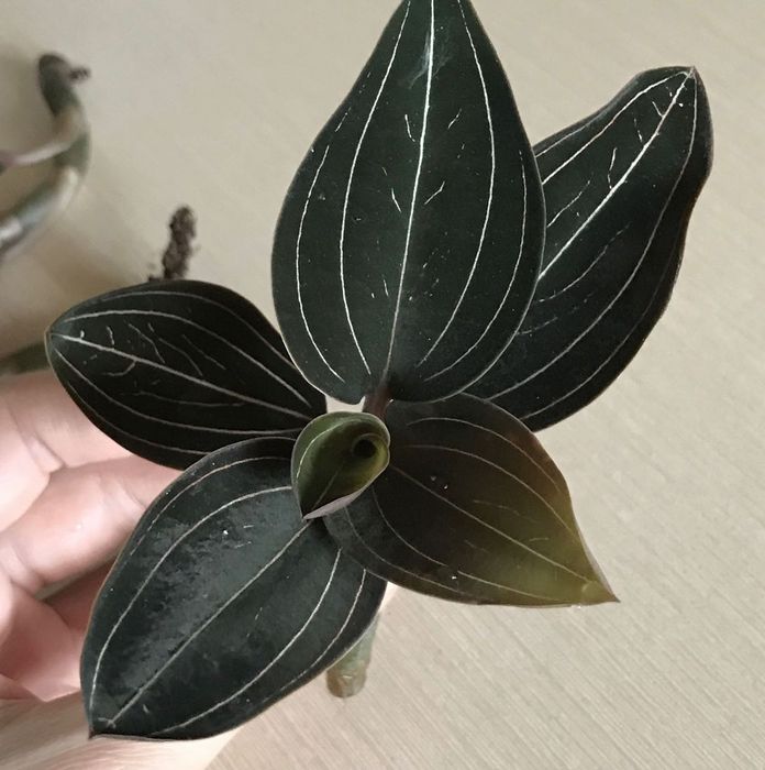 Орхідея  Лудізія дорогоцінна дисколор одіна, різні сорти