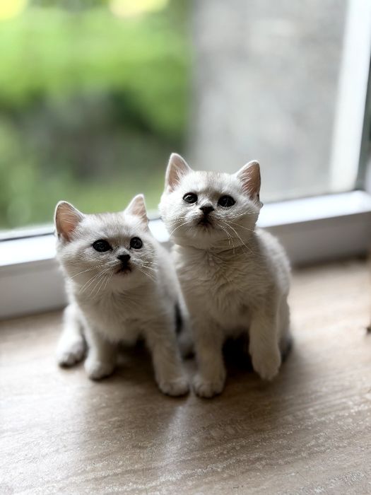Кошенята шиншили