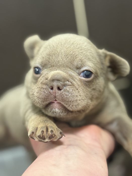 Найкрасивіший малючок товстун