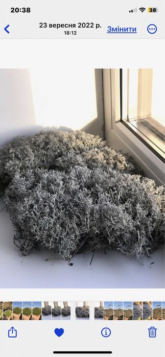 Живий та сухий мох,ягель,дикранум.Живой лесной мох для улиток и декора