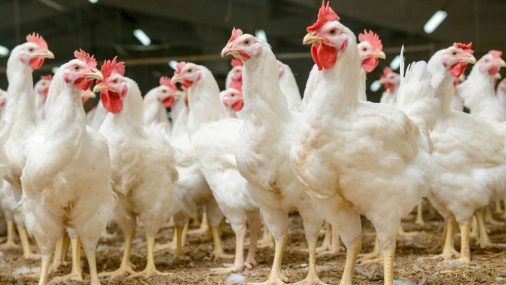 Naturalna ziemia okrzemkowa na wsparcie kur, gołębi Diatomit 10kg