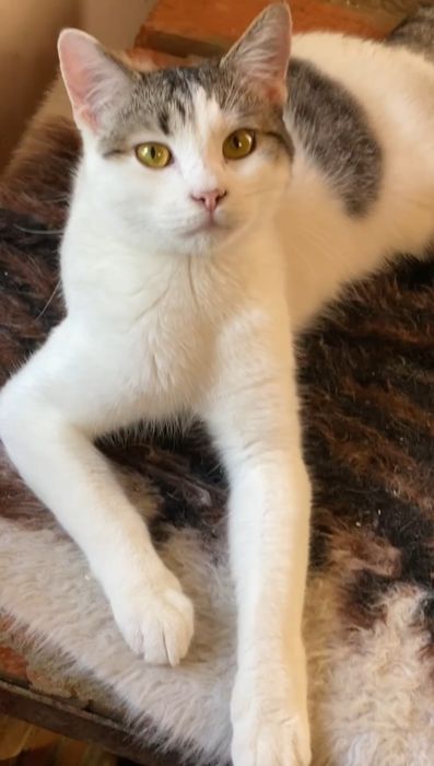 Отдам даром в добрые руки бело-полосатого котика