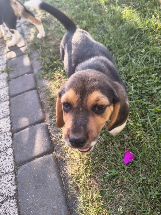 Szczeniaki  Beagle – gotowe do nowego domu