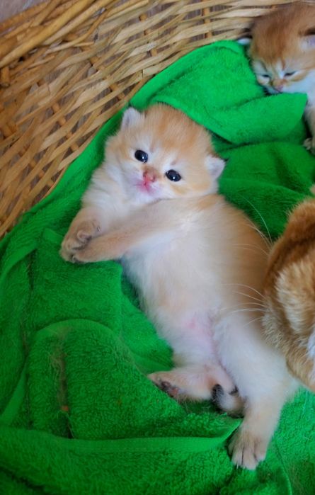 Ручные и очень ласковые малыши, котята золотая шиншилла