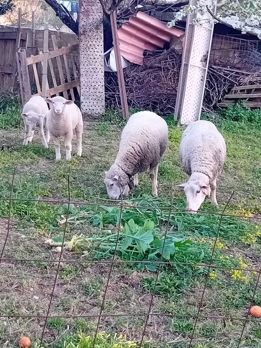 Ovelhas Île-de-France