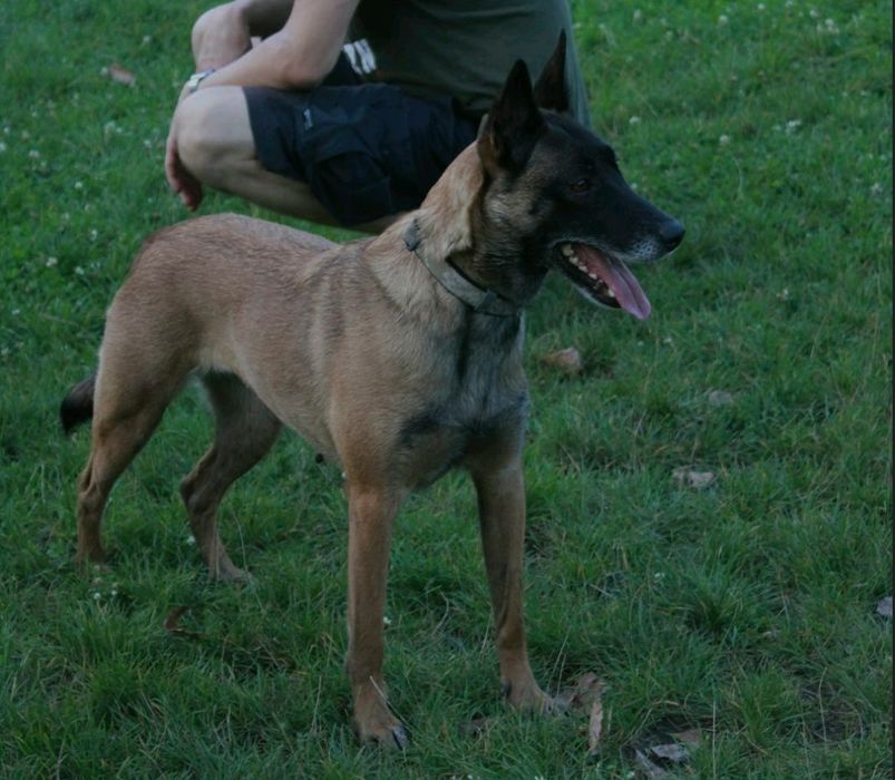 Малінуа 7 місяців Навчені Терміновий Продаж ТОРГ!!!